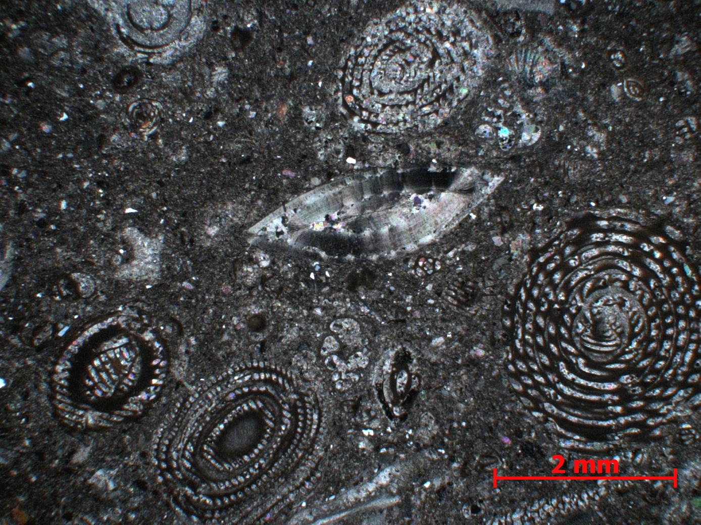 Calcaire à foraminifères Calcaire à alvéolines, nummulites, opertorbitolites, et milioles Massif des Corbières Coustouge Proximité de Coustouge